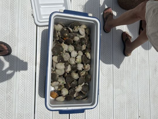 Scalloping Season July 1 through Aug 6