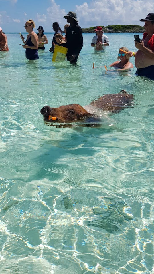 Journée à la plage avec cochons, tortues et plongée en apnée