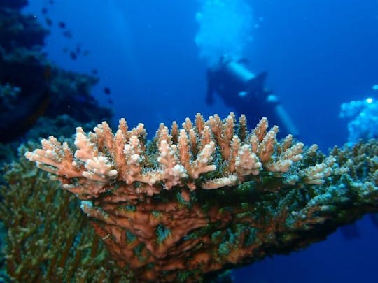 Plongée amusante à Bali à Tulamben avec un instructeur certifié