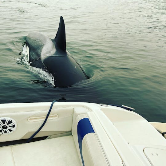 Barco con cubierta Maxum de 20 pies para Deep Cove, North Vancouver