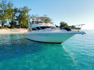 Yacht Searay Flybridge de 50 pieds pour 13 personnes