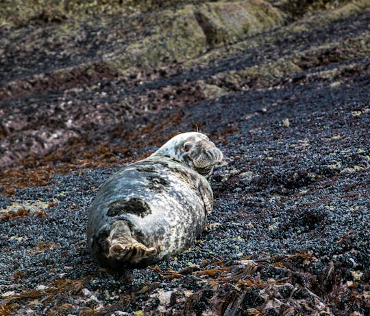 A melhor experiência em Skellig Coast