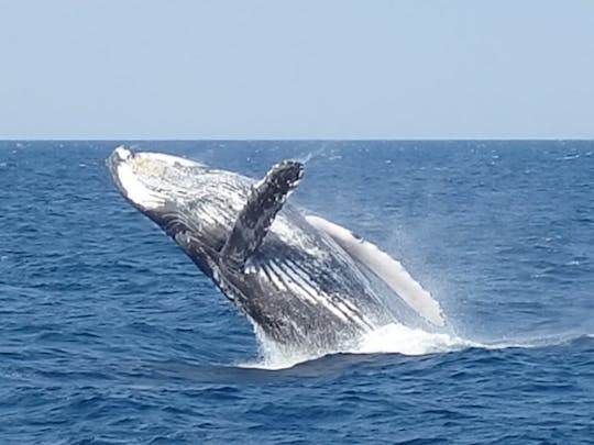 Aventura de observación de ballenas en Okinawa: presencie el espectáculo de la naturaleza