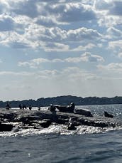 História panorâmica e cartas de pesca na Baía de Casco