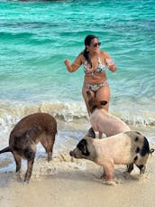 Private Swimming Pigs and luxury Tour 