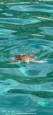 Excursión y esnórquel en barco en las Islas Vírgenes de los EE. UU.: día completo privado 