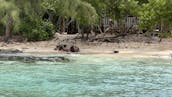 Passeios privados de lazer em Rose Island e Gilligan Island, Swimming Pigs 