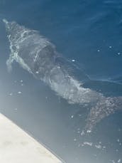 Visite touristique et excursion avec les dauphins à bord du yacht à moteur Bertram Express de 42 pieds à Los Angeles