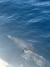 Visite touristique et excursion avec les dauphins à bord du yacht à moteur Bertram Express de 42 pieds à Los Angeles