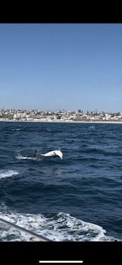 Venha a bordo do Dolphin Boat! Uma divertida excursão de 90 minutos!