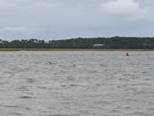  CATAMARAN/DOLPHIN SAIL  FOLLY BEACH SC