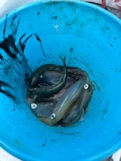 Une sortie de pêche relaxante au Cap, en Afrique du Sud, sur console centrale