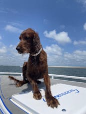 Folly Beach Sunset/Dolphin Lighthouse Cruise - Party Aboard a 32ft Renegade CC
