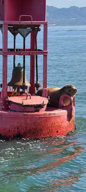 Aluguel de barcos Protector RIB de 28 pés na área da Baía de São Francisco, Richmond, Berkeley