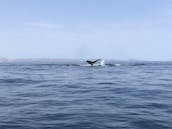 Observation privée des baleines au départ de San José del Cabo