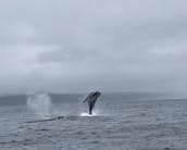 Whale Watching Icy Strait Point Hoonah Alaska