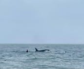 Whale Watching Icy Strait Point Hoonah Alaska