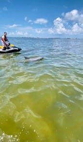 New Jet Skis For Rent - See Dolphins!