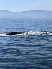 Expérience de croisière ou de pêche polyvalente sur 36 îles Marietas