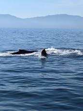 Expérience de croisière ou de pêche polyvalente sur 36 îles Marietas