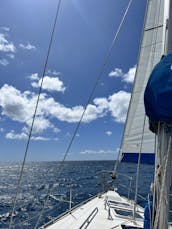 Naviguez en privé au coucher du soleil sur un yacht de luxe et observez des baleines, des dauphins et des tortues !        