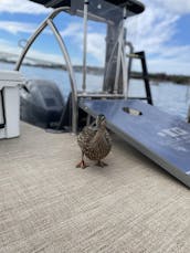 Lake Union cruise on Seattle's only Expandable Pontoon Boat