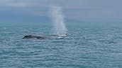 Whale Watching Icy Strait Point Hoonah Alaska