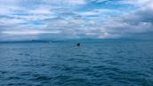 Whale Watching Icy Strait Point Hoonah Alaska