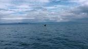 Whale Watching Icy Strait Point Hoonah Alaska