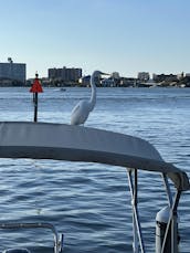 Fiesta en barco en cubierta Bayliner limpia y fácil de conducir para hasta 9 personas