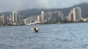 Navegue privado al atardecer en un yate de lujo, ¡vea ballenas, delfines y tortugas!        