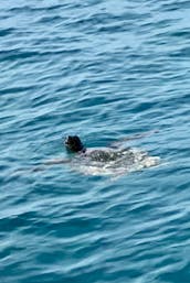 Location d'un monocoque Jeanneau Cruising de 43' à Honolulu