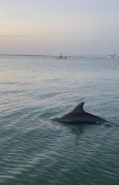 Ponton 2021 de 24 minutes - SUNTRACKER SPORTFISH - à Cape Coral en Floride