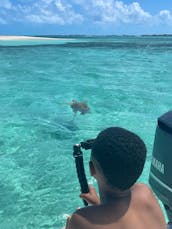 Luxury Private Tours, Rose Island Pigs & Turtles