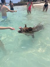 Swim with Pigs, Snorkel with Turtles & Beach Day!