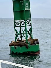 Visite touristique et excursion avec les dauphins à bord du yacht à moteur Bertram Express de 42 pieds à Los Angeles