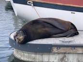 Navega con estilo en un espacioso velero: Catalina de 36 pies en Marina del Rey