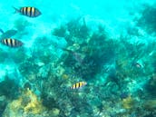 32ft Proline 4 Island Snorkeling Tour in Bahamas!