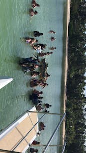 Catamarã de barco de festa de luxo em Punta Cana