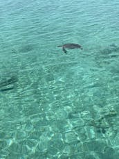 Nassau: Luxury tours ; turtles, pigs, snorkeling, beach time.Platinum Experience