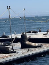 Navegación en catamarán por la bahía de San Diego, espaciosa y estable, navega con un gato divertido