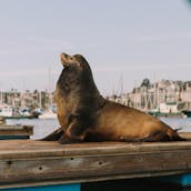 Aluguel de pedalinhos - aceita cães na Baía de San Diego! Passeios acessíveis e à sombra do sol!