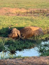 Boat Tours in Chobe National Park