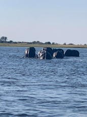 Boat Tours in Chobe National Park