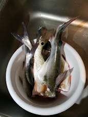 Fishing 🐠 and Entertainment 🍾 Center Console Boat Daytona Beach