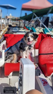 Pedal Boat Rental - Pet Friendly in San Diego, California!