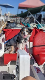 Aluguel de pedalinhos - aceita cães na Baía de San Diego! Passeios acessíveis e à sombra do sol!