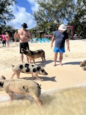 Nassau : plongée en apnée, visites touristiques, cochons nageurs, plusieurs îles