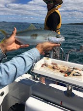 Enjoy Fishing in Auckland, New Zealand on 25' Cuddy Cabin