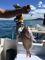 Enjoy Fishing in Auckland, New Zealand on 25' Cuddy Cabin